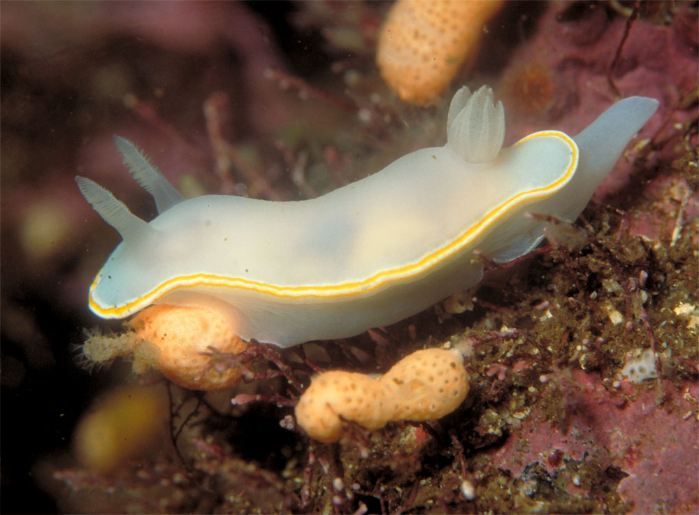 Chromodoris aureomarginata